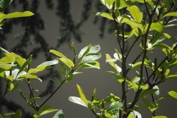 green leaves on a tree