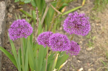 Purple flower in a garden