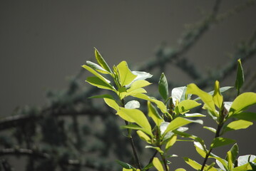 green leaves on a tree