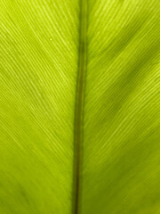 fern leaves, lush green leaf pattern nature isolated vertical 