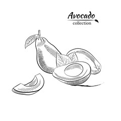 Vector hand drawn avocado and slices set.Sketch of a whole avocado, sliced ​​and leaves. Botanical illustration of avocado. Juicy tropical fruits.Great for labels, posters, prints.