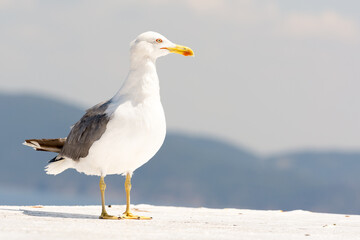 A close-up portrait of a seagull in full glory against the backdrop of the sea and mountains. Copy space.