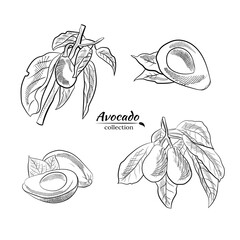 Vector hand drawn avocado and slices set.Sketch of a whole avocado, sliced ​​and leaves. Botanical illustration of avocado. Juicy tropical fruits.Great for labels, posters, prints.