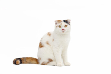 Scottish fold cat sitting on white background. Calico cat looking at camera.Parti-colour cat isolate on white background.