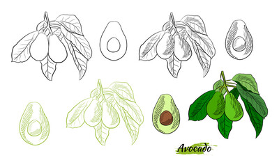 Vector hand drawn avocado and slices set. Sketch of a whole avocado, sliced ​​and leaves. Botanical illustration of avocado. Juicy tropical fruits.Great for labels, posters, prints.