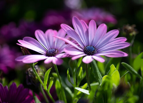Selective focus. Purple african daisy flowers close-up on blurred background