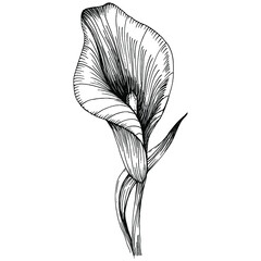 Tropical flower calla by hand drawing. Lilium  floral logo or tattoo highly detailed in line art style concept. Black and white clip art isolated. Antique vintage engraving illustration for emblem.