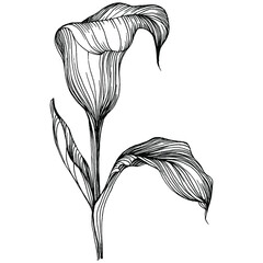 Obraz na płótnie Canvas Tropical flower calla by hand drawing. Lilium floral logo or tattoo highly detailed in line art style concept. Black and white clip art isolated. Antique vintage engraving illustration for emblem.