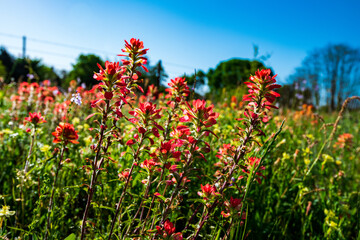 Indian paint brush in spring 