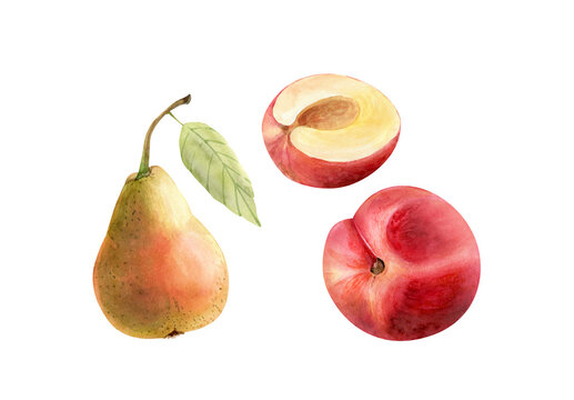 set of watercolor illustrations of fruits pear and peaches isolated on white background, hand painted