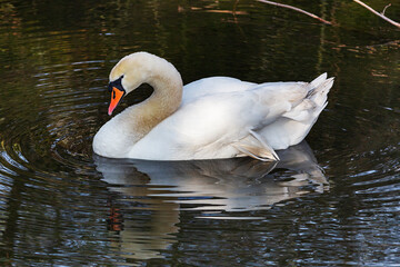 Krefeld - View to elegant Swan nearby House Castle Linn, Germany