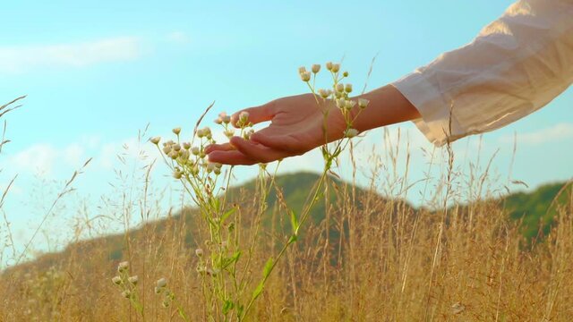 b roll chamomiles and female on the meadow slow motion countryside landscape on the background mountains landscape and summer sky with clouds