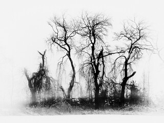 Baumgruppe in schwarz weiß