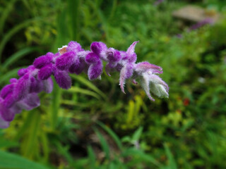Obraz premium Purple flower growing outdoors