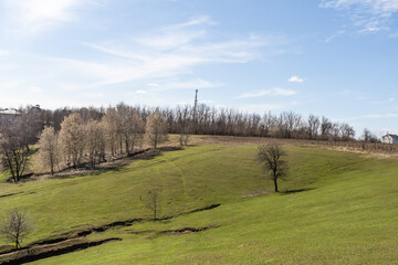 A Single Tree Standing Alone with Blue Sky and Grass.