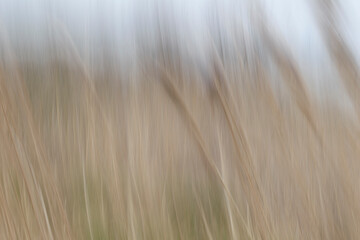 Blurry close up of grass for background