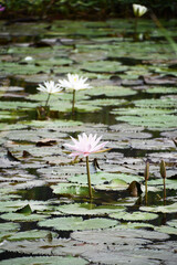 東南アジア、インドネシア、バリ島、ウブドの池の満開の白い睡蓮の花、蕾、葉。
