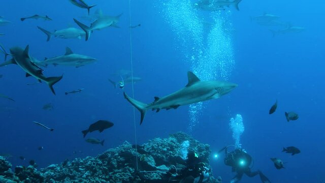 Feeding time for sharks in Australia. Great Barrier Reef