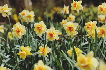 Narcissus 'Jersey Torch'  double daffodils in flower