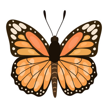 Beautifull orange cartoon butterfly.