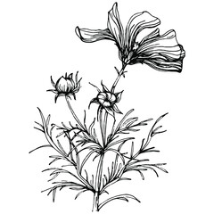 Cosmos flower by hand drawing. Cosmos floral logo or tattoo highly detailed in line art style. Black and white clip art isolated. Antique vintage engraving illustration for emblem. Herbal medicine.