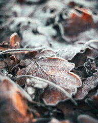 Pierwsze oznaki zimy