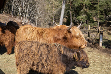 Highland Rinder Kühe