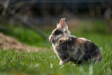 Ein Hase siotzt im Sonnenschein auf einer grünen Wiese