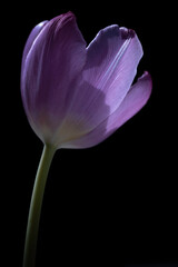 Beautifully purple tulip rises from a black background. Focus on the petals, narrow depth of field. Vertical photo