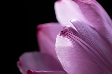 Fototapeta na wymiar Macro photo of some petals of a single light purple tulip with black background. Focus on the front petal