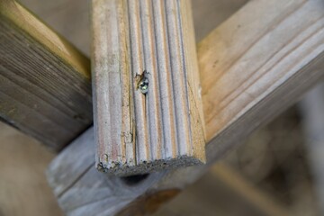Old wooden planks, detail of slatted structure.