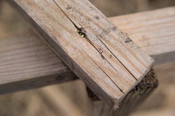 Old wooden planks, detail of slatted structure.