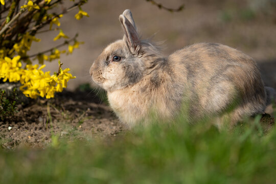 Hase sitzt im Graten bei sonnenschein unter einen Strauch mit gelben Blüten im Frühling