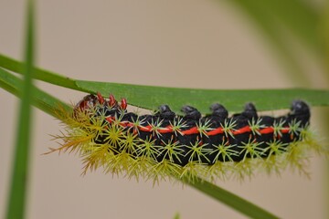 caterpillar on grass