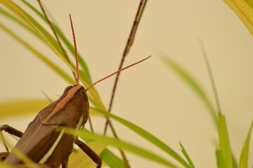 grasshopper on a leaf