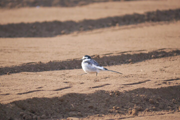 日本、公園の小鳥