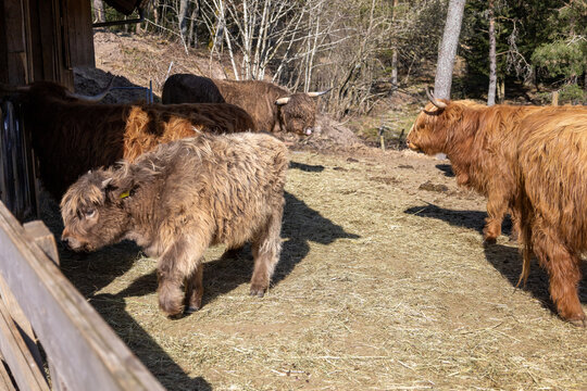 Highland Rinder K&uuml;he