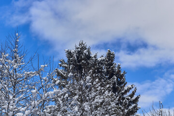 Landscape of tree branches in the snow. Blue sky background with white clouds.