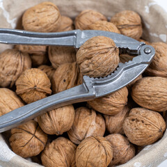 ripe walnuts and iron nutcracker close up