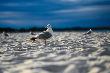 Sitting Seagull at the beach in Boltenhagen, Baltic sea