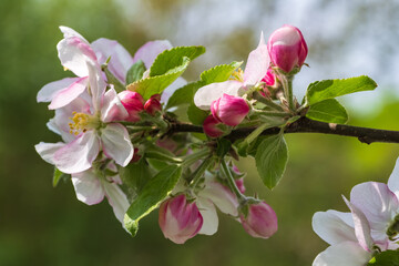 Close-up of an apple blossom in Rheinhessen / Germany on a sunny spring day