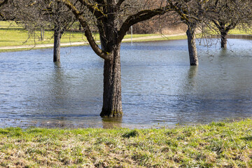 Bäume in einem See