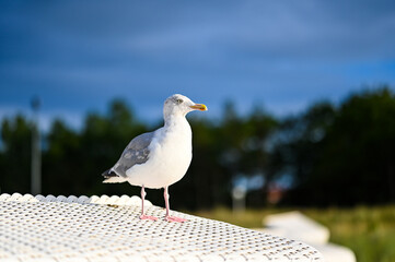 Sitting Seagull at the beach in Boltenhagen, Baltic sea