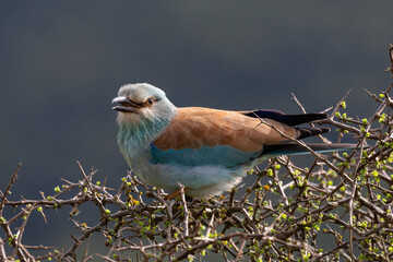 European roller with open beak perched on twigs