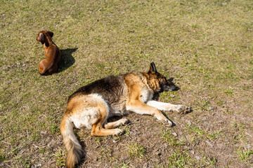 The dog is lying under sun. green grass and hills. The dog is resting. gray fur, sometimes white. Like a wolf.