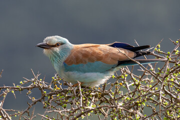 Portrait of a European roller perched on twigs with a clear background