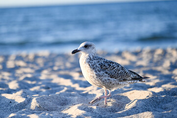 Sitting Seagull at the beach in Boltenhagen, Baltic sea