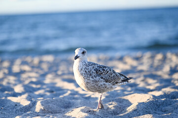 Sitting Seagull at the beach in Boltenhagen, Baltic sea