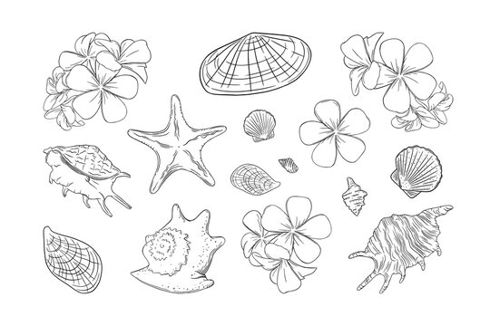 Seashells and frangipani set. Shells and plumera flowers isolated in white background. Sketch ector illustration