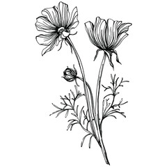 Cosmos flower by hand drawing. Cosmos floral logo or tattoo highly detailed in line art style. Black and white clip art isolated. Antique vintage engraving illustration for emblem. Herbal medicine.